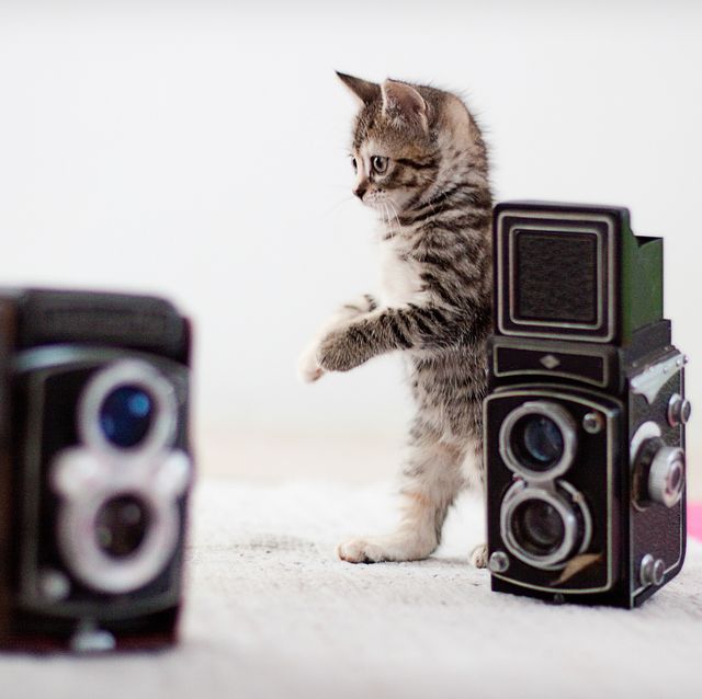 kitten and vintage camera