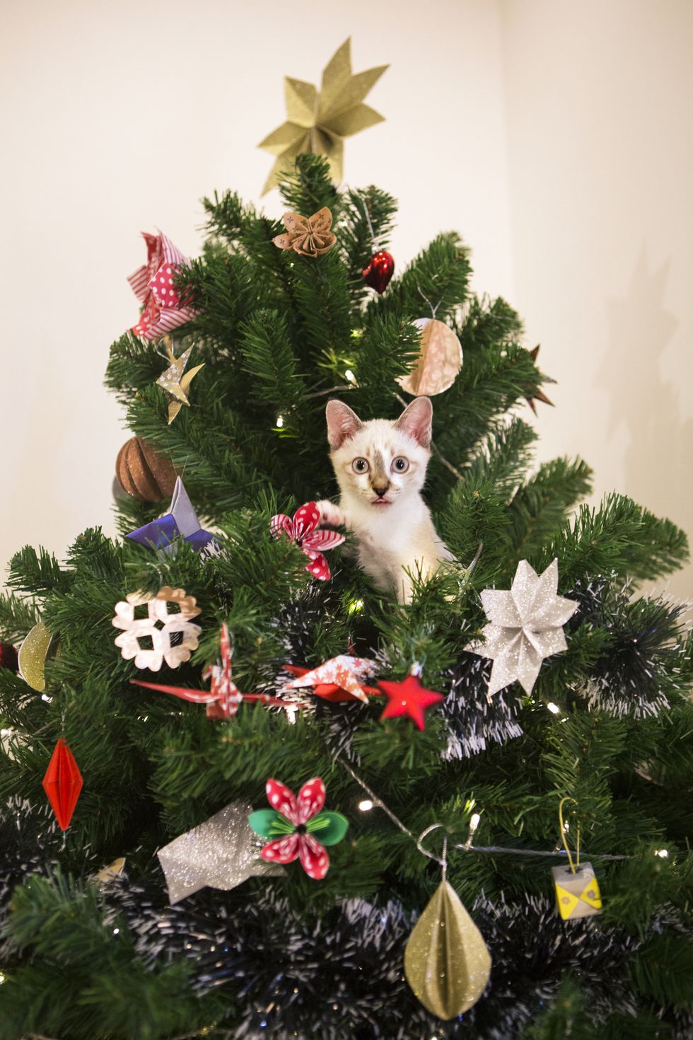 kitten in a christmas tree