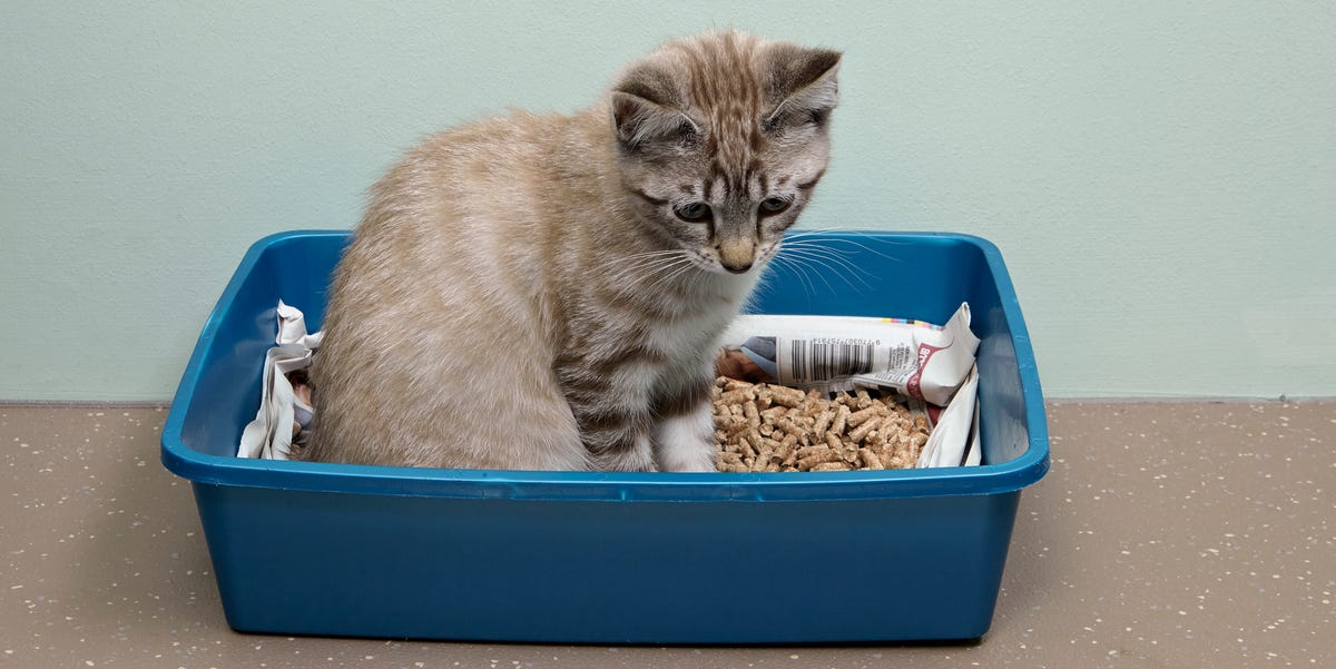 The 10 Best Cat Litters — Cat Litter Reviews