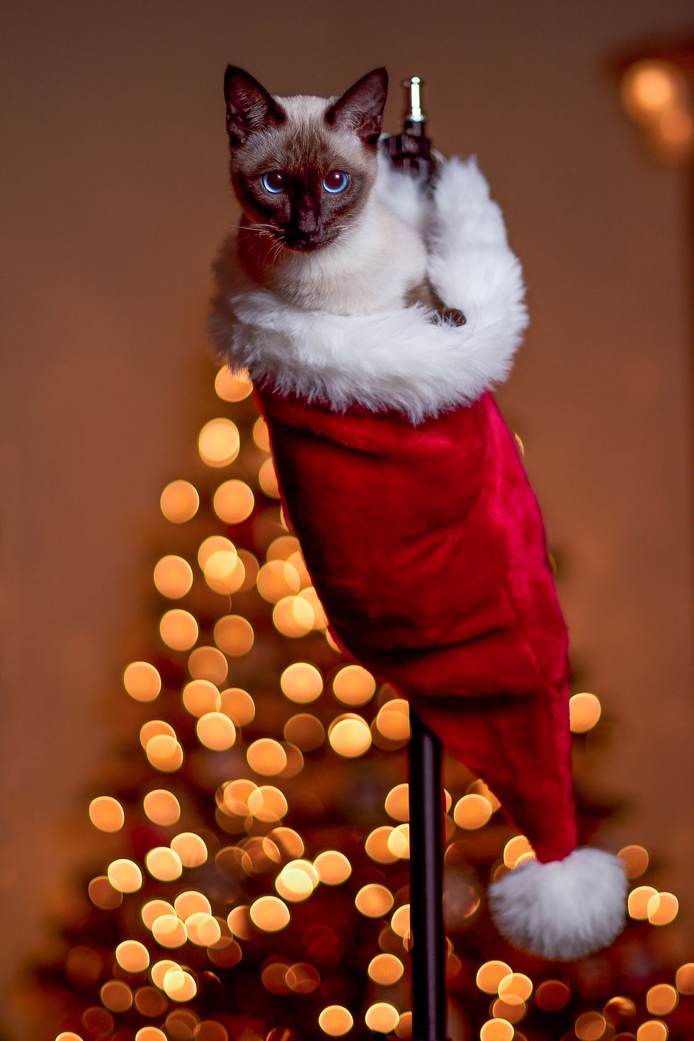 kitten inside a christmas stocking