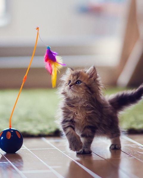 kitten playing with feather toy