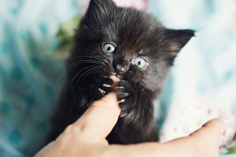 kitten playing with human hand