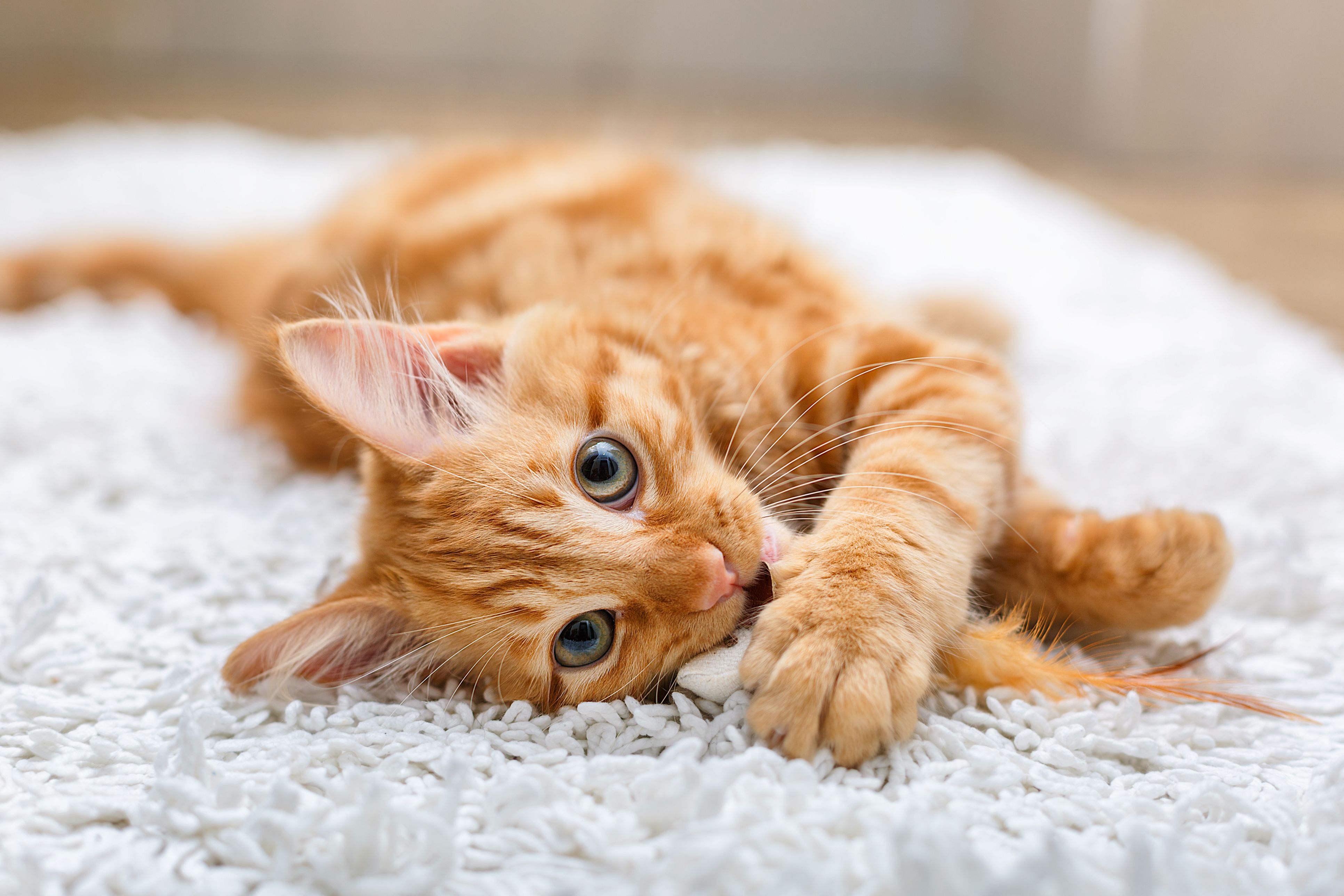 Top 100 Cats Cute Names For Your Adorable Feline Friends
