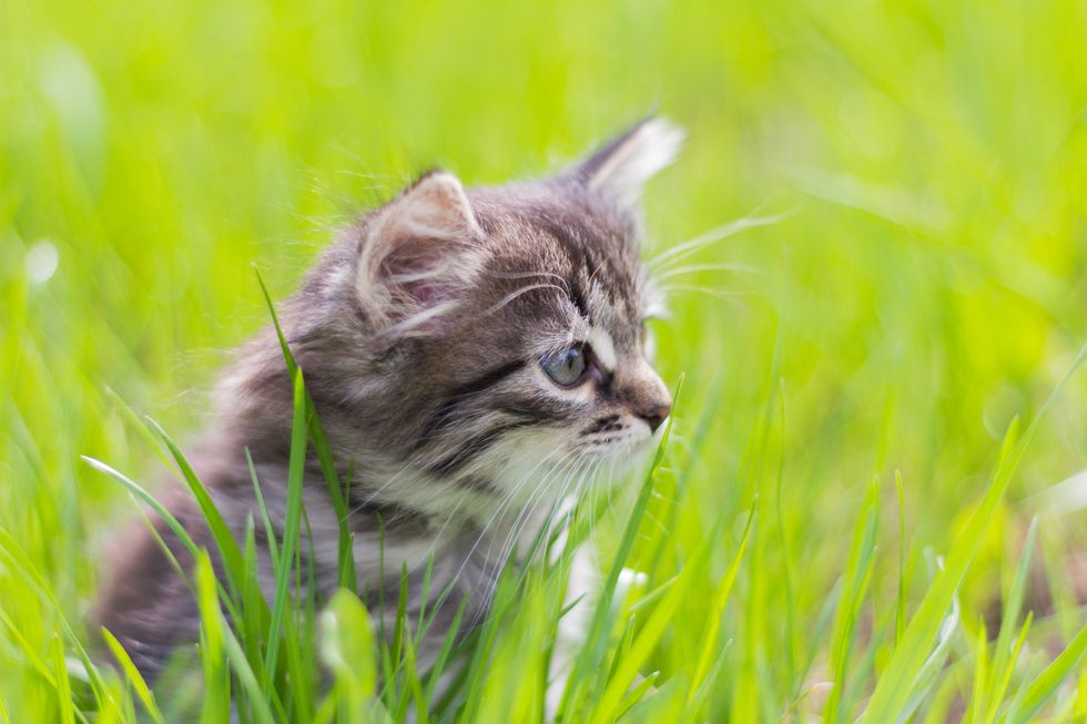 Kitten sitting in the grass in the sun