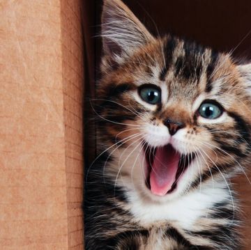 kitten smiling