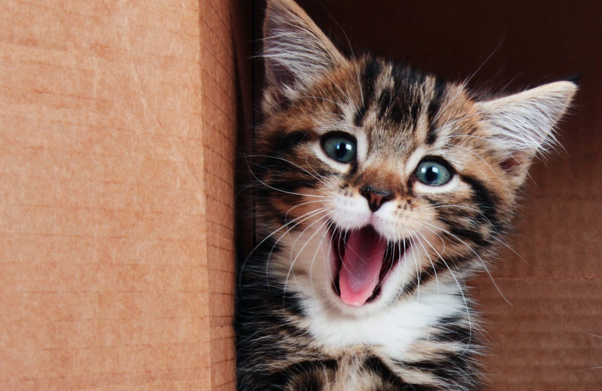 50 Funny Cat Puns And Jokes