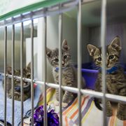 kittens sitting in cage at animal shelter