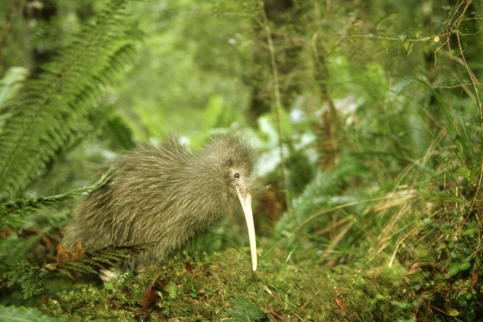Vertebrate, Bird, Wildlife, Adaptation, Terrestrial animal, Kiwi, Plant, Flightless bird, Beak, 