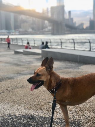 Kiwi walking in Brooklyn Bridge Park