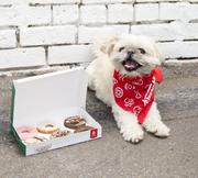krispy kreme doggie doughnuts