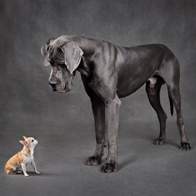 kleine honden leven langer grote hond huisdier deense dog chihuahua