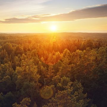 sunset over forest