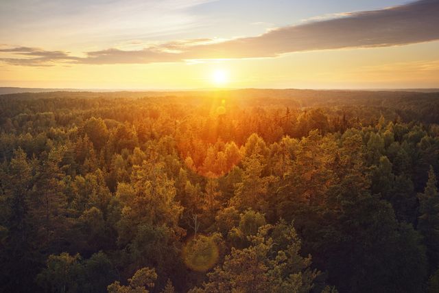 sunset over forest
