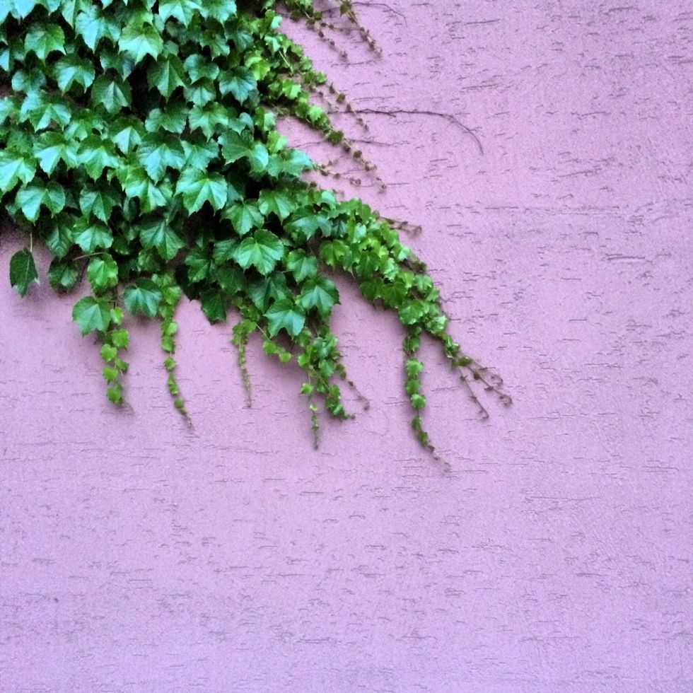 Ivy Growing On Purple Wall