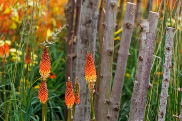 Red Hot Poker: Juliet Sargeant Champions Forgotten Garden Plant