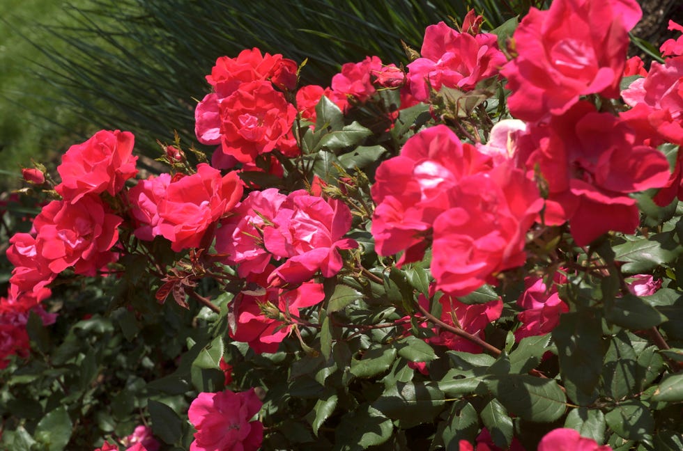 How to grow Knockout Roses