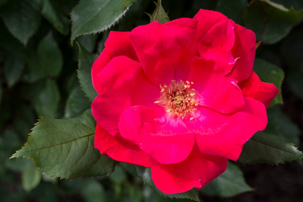 How to grow Knockout Roses