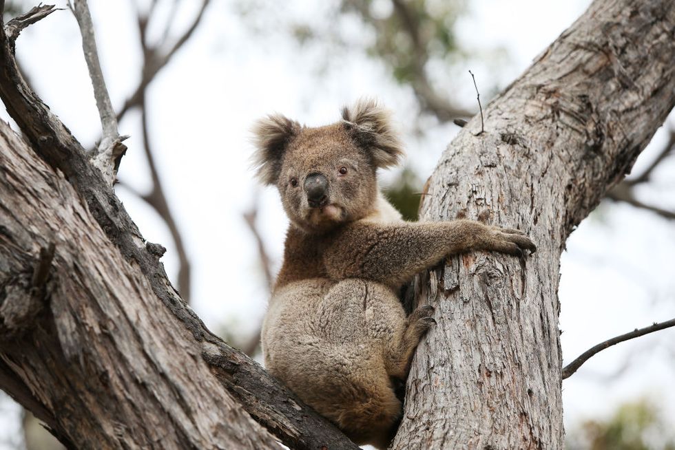 kangaroo island begins recovery process following devastating bushfire season