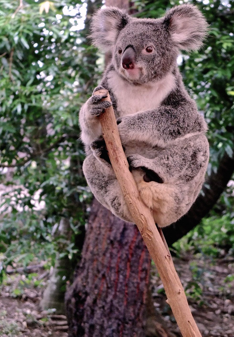 Koala, Mammal, Vertebrate, Terrestrial animal, Marsupial, Wildlife, Tree, Snout, Organism, Adaptation, 
