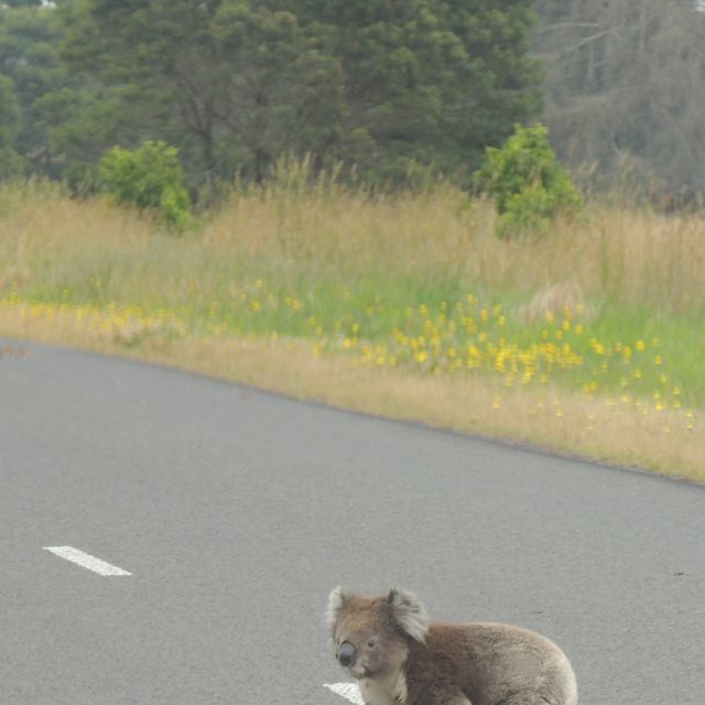 koala-crossing-the-road-royalty-free-image-1577719215.jpg