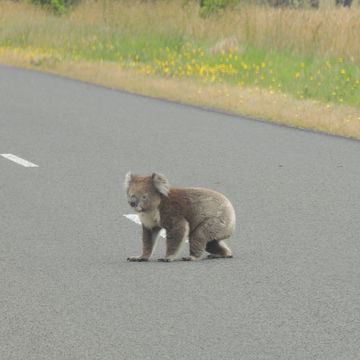 Koala crossing the road