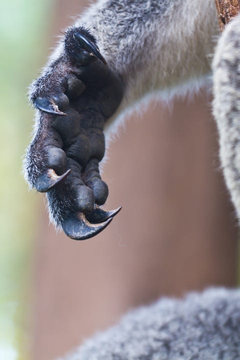 45 Coolest Animals: The Most Extreme Things Creatures Do To Survive 45 Coolest Animals: The Most Extreme Things Creatures Do To Survive