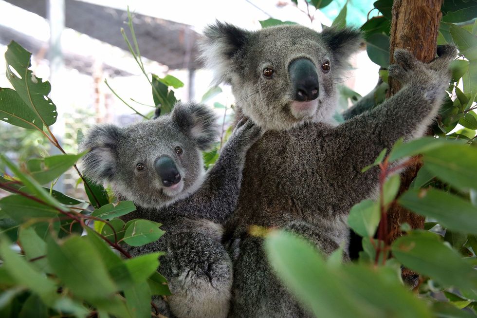 Vrijwilligers van het Koala Hospital troffen deze moederkoala en haar baby aan terwijl het tweetal in een door brand getroffen natuurgebied bij Port Macquarie op zoek was naar voedsel en water Moeder en kind hebben de namen Julie en Joey gekregen en worden in het opvangcentrum verzorgd
