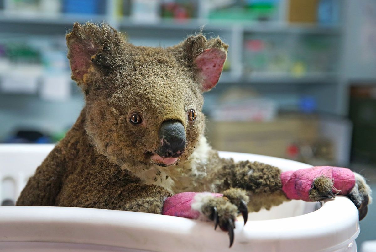 Een vrouwtjeskoala die van haar redders de naam Anwen heeft gekregen wordt behandeld in het Koala Hospital in Port Macquarie Australi Ze liep brandwonden op bij de natuurbranden in het gebied
