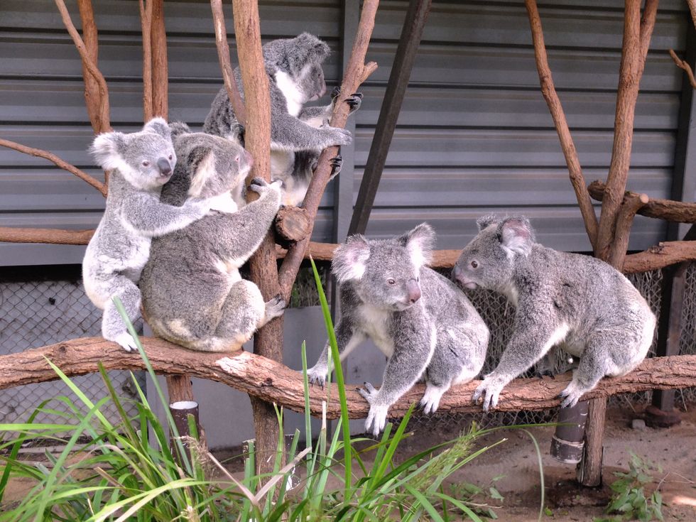 Koala, Marsupial, 