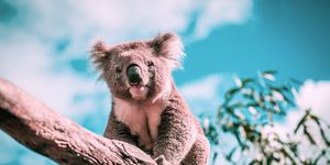 Koala, Mammal, Vertebrate, Terrestrial animal, Wildlife, Marsupial, Tree, Snout, Organism, Adaptation, 