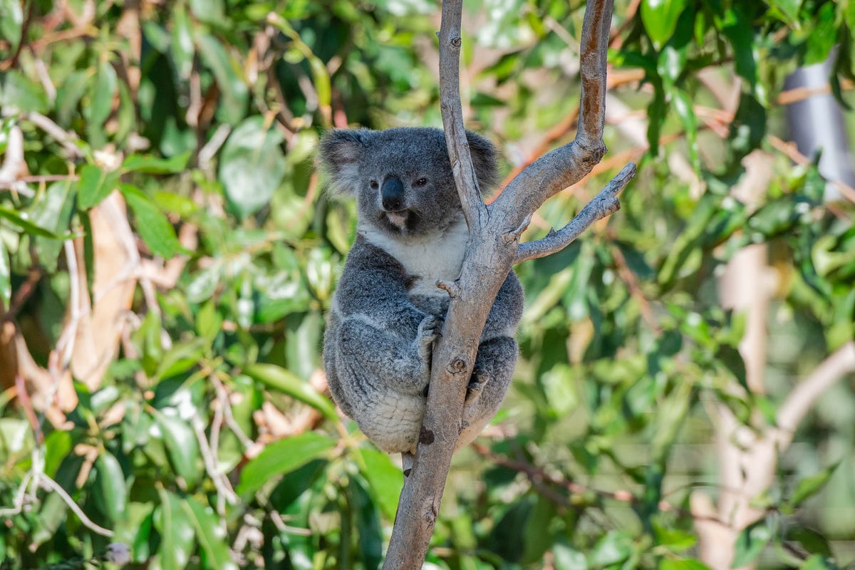 Il koala Ash mangia la sua prima foglia di eucalipto  Amore a primo  morso 🐨 Il baby koala Ash ha provato una foglia di eucalipto, tentando  anche di prenderla dalla bocca