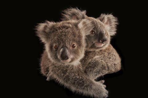 Koala De koala of buidelbeer is een icoon van Australi Het dier leeft in de bomen en is een buideldier oftewel een zoogdier met een buidel voor het voldragen van de jongen