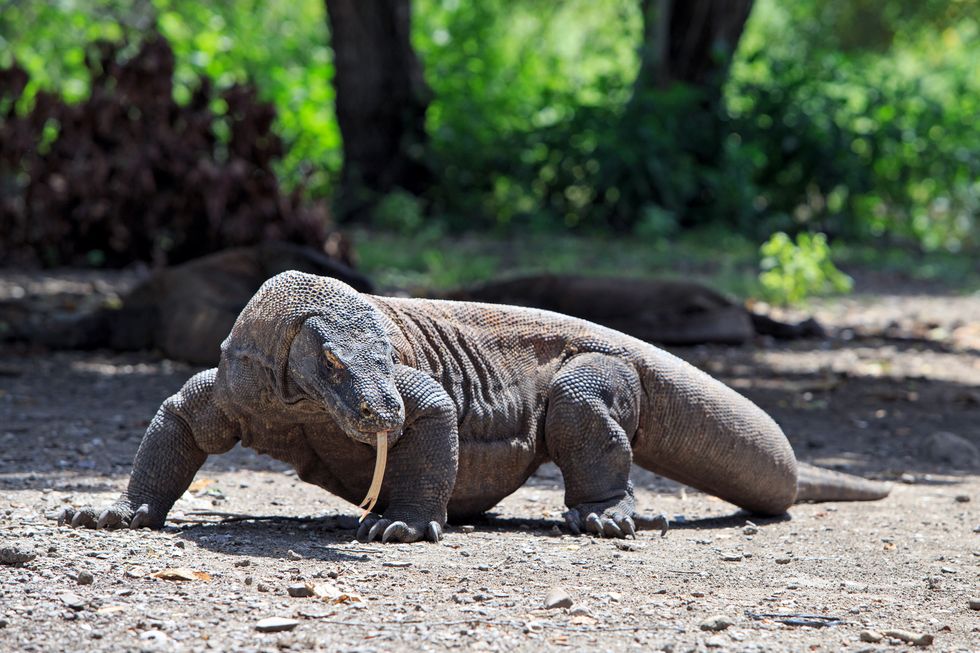 Seven natural wonders of the world: Komodo Island