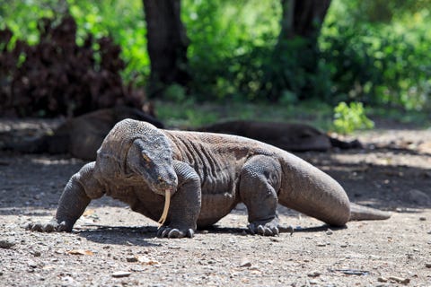 Seven natural wonders of the world: Komodo Island