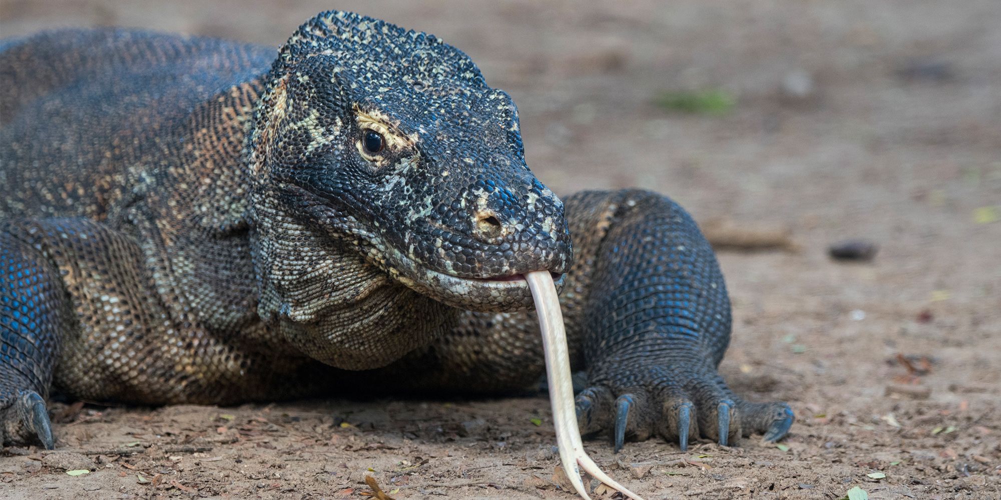 Here's Why Komodo Dragons are the Toughest Lizards on Earth