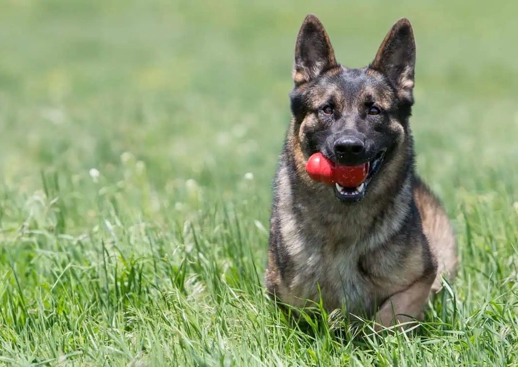 Kong El juguete para perros que empezo siendo una pieza de coche