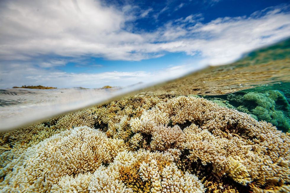 De lagune van het Millenniumatol ligt bezaaid met Acroporakoralen De meeste die in 201516 waren afgestorven hebben zich inmiddels hersteld Hetaantal doopvontschelpen is er nog wel laag Er is hoop voor koraalriffen zegt Sala als we ze maar beschermen  en klimaatverandering een halt toeroepen