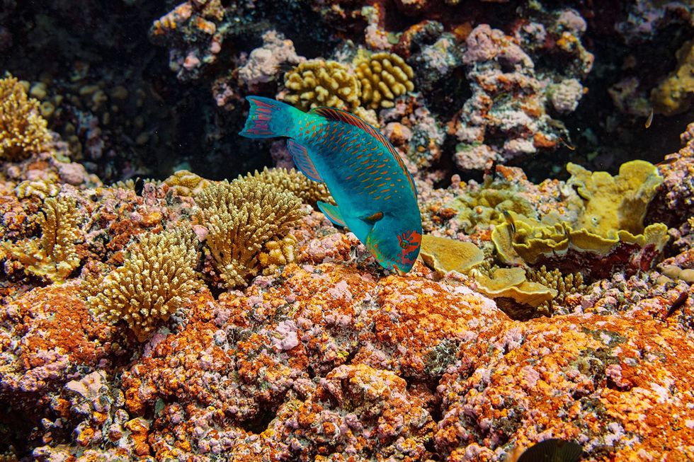 Een papegaaivis knabbelt sappige algen van een koraalskelet bij het atol Millennium Caroline Dit gegraas stimuleert de aangroei van kalkvormende wieren waaraan koraallarven zich hechten Zo herstelt het rif zichzelf