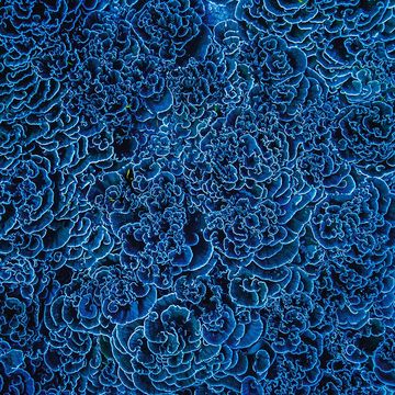 Dit koraalrif bij Vostok in de Grote Oceaan was ernstig aangetast door opwarming van het zeewater maar herstelde zich binnen vijf jaar De meeste bloemkoolkoralenPocillopora spp stierven af tijdens El Nio van 201516 maar het weelderige koraalgeslacht Montipora bleef gezond en bracht het rif opnieuw tot leven