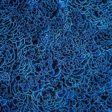 Kraamkamer van koraal Dit koraalrif bij Vostok in de Grote Oceaan was ernstig aangetast door opwarming van het zeewater maar herstelde zich binnen vijf jaar De meeste bloemkoolkoralenPocillopora spp stierven af tijdens El Nio van 201516 maar het weelderige koraalgeslacht Montipora bleef gezond en bracht het rif opnieuw tot leven