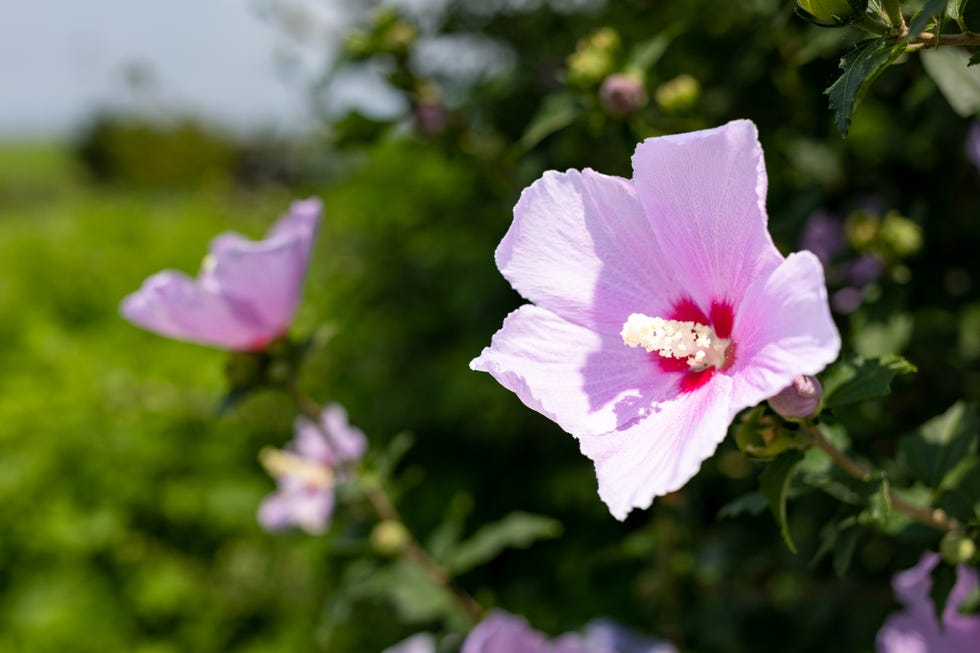 korean rose of sharonhibiscus