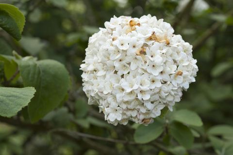 koreanspice viburnum flowering shrub plant