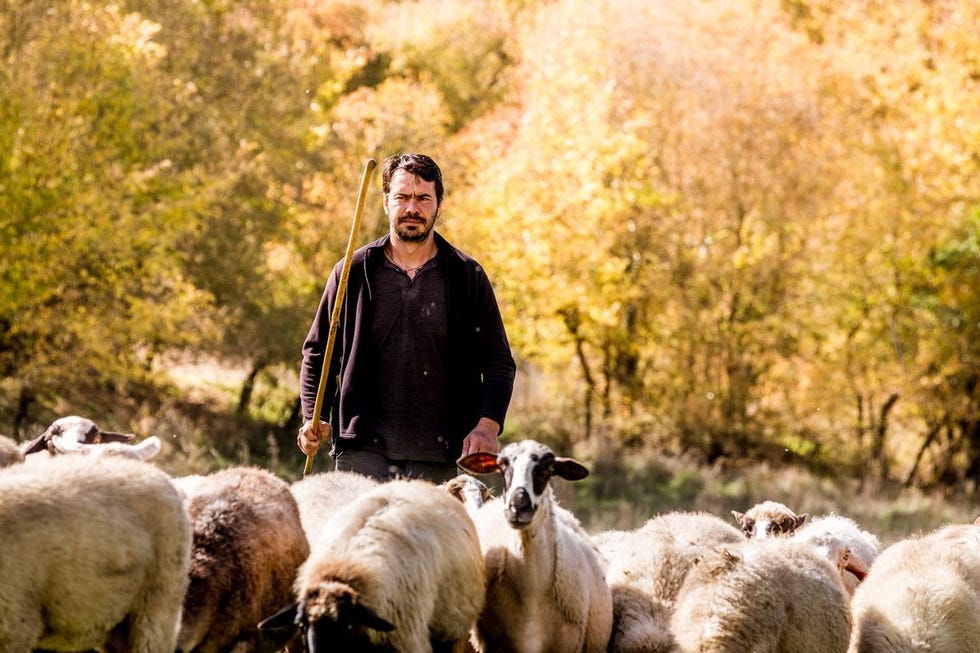 Schapenboer Kostas Dematis verkiest het harde bergleven boven de luxe van de grote stad