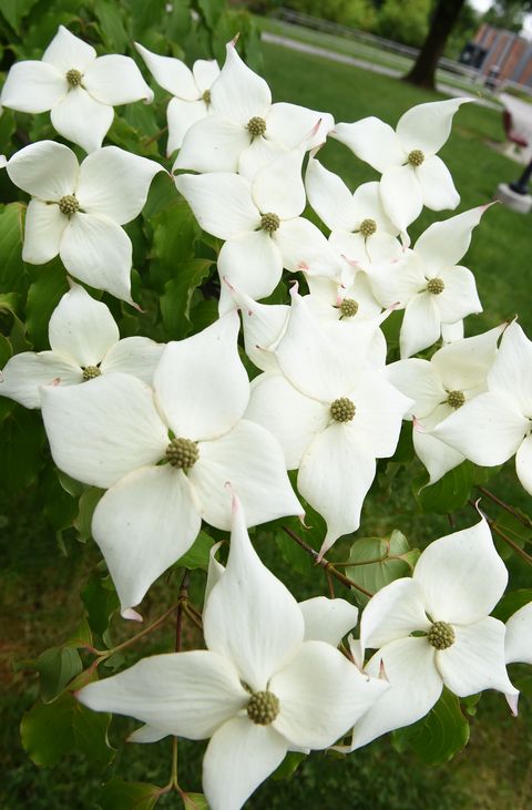 kousa dogwood christopher sacchi, biology professor at kutztown university talks about the language of flowers, or how flowers were used in the past to convey messages and express emotion bctalking flowers photo by harold hoch 52517