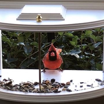 krick view window tray bird feeder