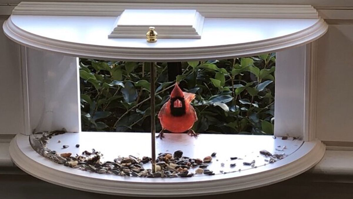 Look at Your Feathered Friends Up Close and Personal With the Krick View  Window Tray Bird Feeder