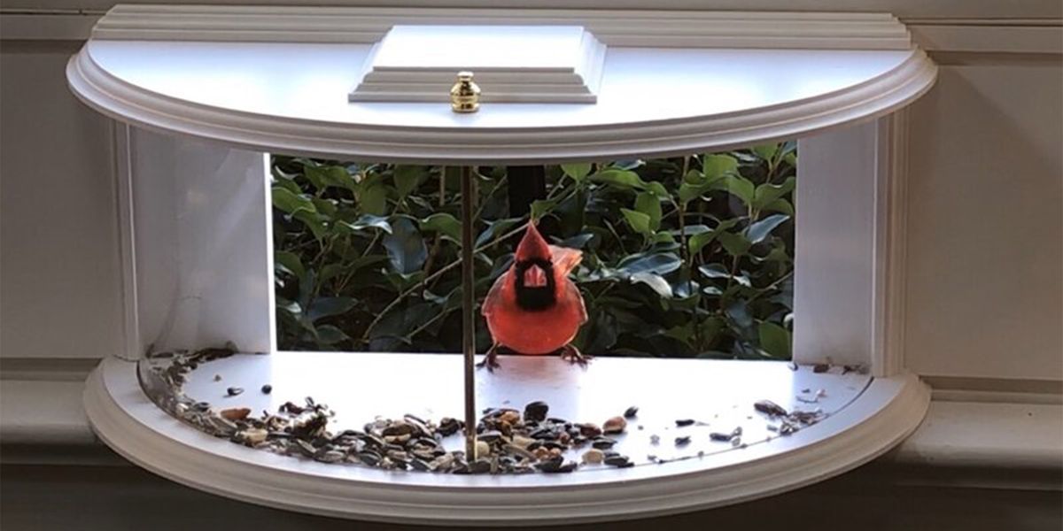 krick view window tray bird feeder