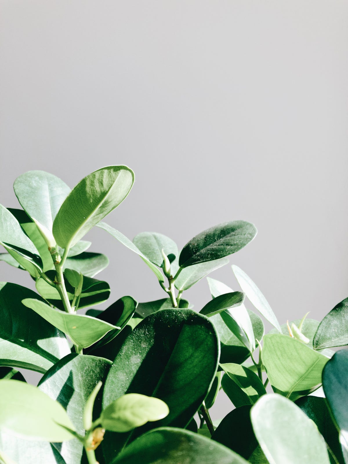 Ficus Benjamin: 5 idee per la cura della pianta