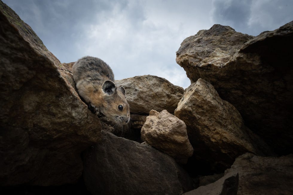In het Rocky Mountain National Park in Colorado mijdt een fluithaas of pika de felle zon en zoekt verkoeling in een schuilplaats tussen de rotsen Fluithazen hebben zich tijdens hun evolutie aangepast aan harde winters in de bergen en zijn bijzonder gevoelig voor te warme zomers Met behulp van vrijwilligers wijdt het Colorado Pika Project zich aan het vergaren van zoveel mogelijk gegevens over deze geliefde inheemse soort en zijn habitat om de dieren beter te kunnen beschermen Uit This adorable rabbit relative sounds an alarm for global warming augustus 2021