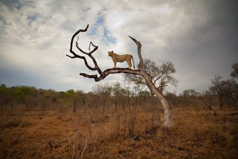 Kruger National Park, South Africa KRUGER NATIONAL PARK ZUIDAFRIKAHet Kruger National Park in het noordoosten van ZuidAfrika staat bekend als een van de fraaiste natuurreservaten van het continent met een oppervlakte van bijna twintigduizend vierkante kilometer In de diverse ecosystemen in het park van savanne tot oerwoud vind je naast honderden andere diersoorten ook de Grote Vijf leeuw panter olifant neushoorn en buffel Je kunt met je eigen auto in Kruger rondrijden of de dieren onder leiding van een gids bekijken In het park zijn volop overnachtingsmogelijkheden